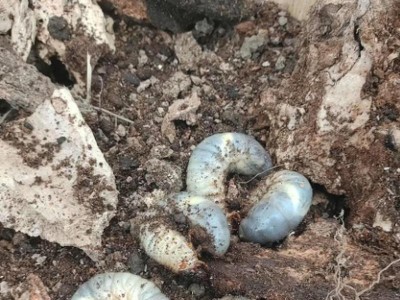 狗拉小白虫子的原因及解决方法（探寻狗拉小白虫子的危害和预防措施）