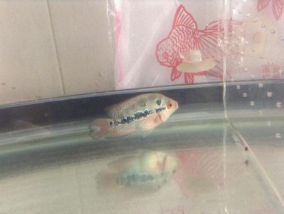 探寻罗汉鱼的死因（了解家中罗汉鱼寿命与死因，助你健康饲养罗汉鱼）