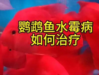 深入探究以鹦鹉鱼为主的水层生态（水层分布、适应性与生态位的解析）