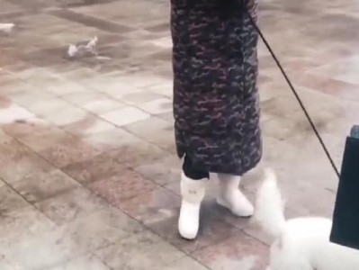 探究萨摩犬突然咬人的原因及预防措施（了解萨摩犬咬人行为的背后原因和如何避免意外伤害）