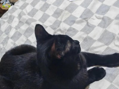 家中流浪猫的寓意与预示（探索它们的意义和象征-流浪、希望、拯救）