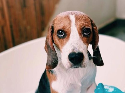 比格犬的适养人群（了解比格犬的衡量标准，找到最适合的犬种伴侣）