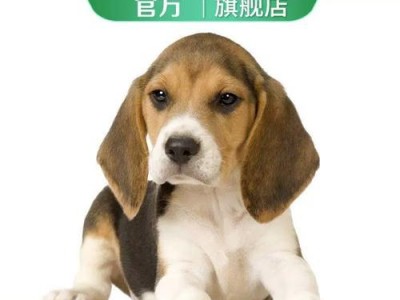 以比格能活多久为主题的文章——寿命之谜（揭开比格犬寿命之谜——遗传、环境与健康的博弈）