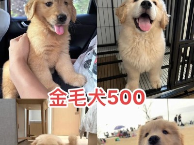 金毛幼犬的饮食习惯与稀饭消化时间（了解金毛幼犬的食欲与消化速度，给予适量的稀饭）