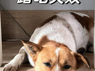 为什么狗狗不爱出去遛？（探寻狗狗不愿意出门的原因）