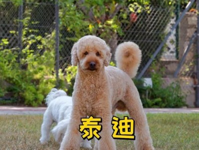 泰迪犬市场价格及购买注意事项（了解泰迪犬的市场行情，谨慎选择心仪宠物）