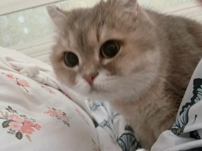 探寻白猫脸上咖啡色的猫的秘密（揭开白猫脸上咖啡色斑纹背后的神秘基因密码）