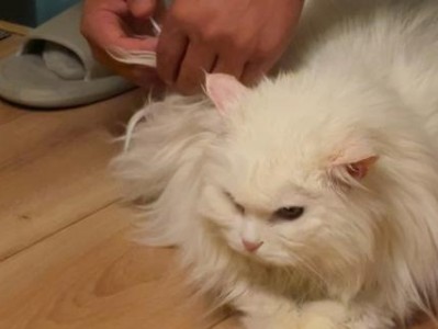 以给猫喂药和注射胰岛素要注意的关键因素（让猫的体验更加舒适和顺利）