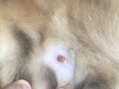 猫妈妈乳头破了该如何处理？（了解乳头破裂的原因及正确的处理方法）
