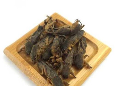 土狗生病需用药治疗（探索适合土狗的药物治疗方案）