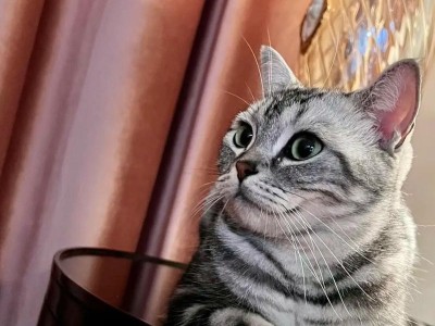 探寻以狸花猫和美短混出的种类及特点（狸花猫与美短混血的神秘结合——从外貌到性格全方位解析）