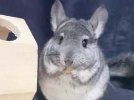 野外龙猫的食物选择（探寻龙猫在野外的美食秘密）