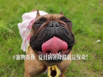 夏天金毛养护攻略（为你的金毛宝贝度过一个舒适夏天）