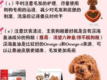 贵宾犬饲养指南（从选择到训练，打造幸福贵宾犬生活）