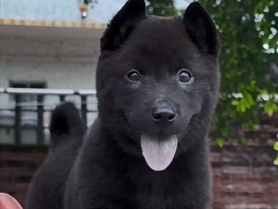 探寻中忠诚的小型犬世界（分享几种值得信赖的伴侣）