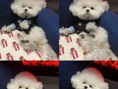 比熊幼犬成长期体重变化的研究（比熊幼犬0-12月龄体重变化及其关键因素分析）