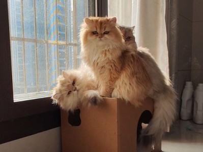 猫咪为什么喜欢睡纸箱？（探索猫咪对纸箱的喜爱和依赖）