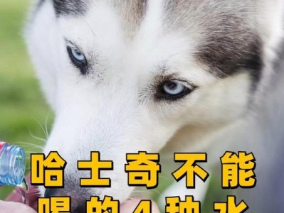 哈士奇的合理饮食规划（了解哈士奇的食量与喂养方法，让你的宠物健康成长）