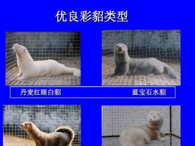 雪貂饲养指南（以宠物为主，让你的雪貂健康成长）