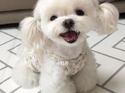狗狗两三个月的成长期（了解幼犬的特殊需求与药物常备）