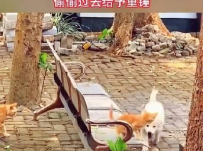 大猫为何欺负小猫？（探索背后的原因和解决方法）