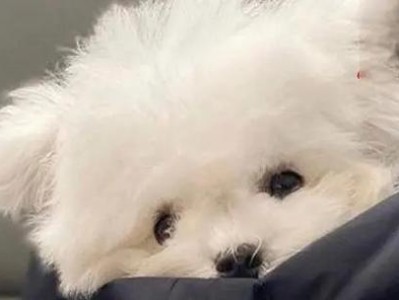 初生小狗需要特殊照顾的几个品种（细心呵护让它们茁壮成长）