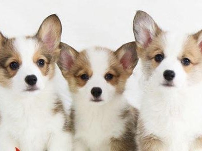 狗狗父母年龄差距对幼犬性别的影响（揭开狗狗性别之谜，年龄差距是关键）