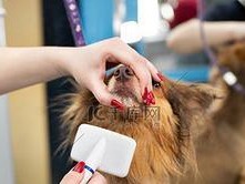 选择合适的狗梳毛工具，让你的爱犬毛发亮丽（如何挑选适合自己狗狗的梳毛工具，让毛发更加柔顺亮丽）