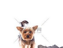探寻约克夏犬身体部位的信任之道（只有信任的人才能摸，约克夏犬身体部位的秘密揭秘）