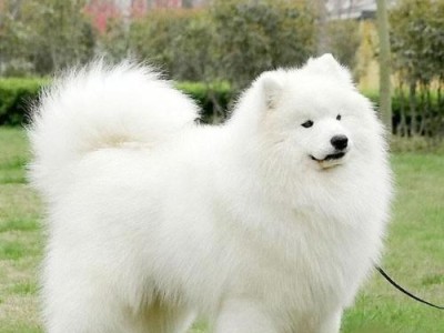 如何挑选纯种萨摩耶？（以萨摩耶犬多少钱一只？）