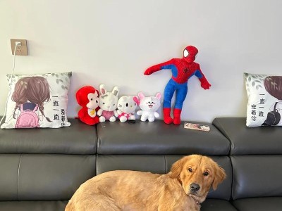 养一只金毛犬需要的费用有多少？（详细分析金毛犬饲养所需经费及省钱技巧）