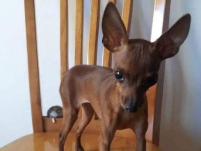 小鹿犬的最佳伴侣