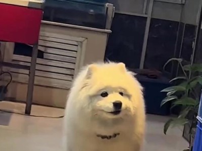 萨摩耶的饲养技巧分享（白白甜甜的微笑天使，谁能抵挡？）