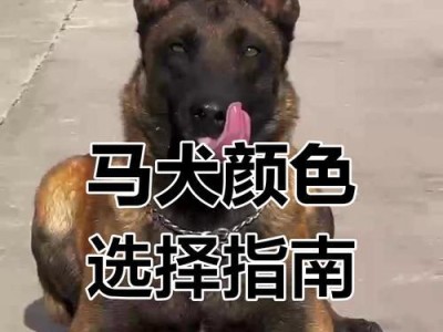 不建议养马犬的理由及相关注意事项（马犬养育困难、攻击性强、对社交环境适应差）