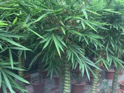 以罗汉和金鱼一起养，共创水族世界的和谐（金鱼与罗汉相伴，彰显水中乐园的美妙生活）