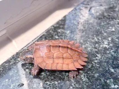 枫叶龟的饲养方法及注意事项（一起来了解如何正确饲养枫叶龟吧！）