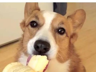 狗狗排毒（以食物为媒介，提高狗狗身体免疫力）