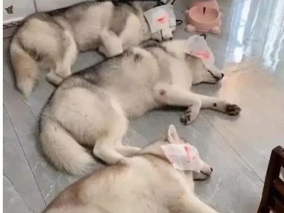 哈士奇的不听话行为分析与应对方法（了解为何哈士奇不听话，学会正确的训练方法）