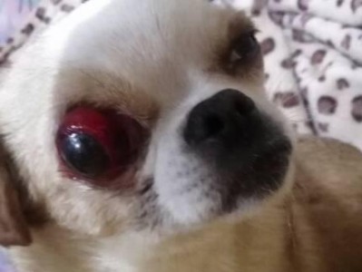 狗眼被打肿——怎样缓解狗疼痛的关键方法（保护你的爱犬眼睛，让它重获健康和快乐）