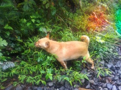 以鹿犬出生多久可以领养的（了解鹿犬的成长周期和最佳领养时机）