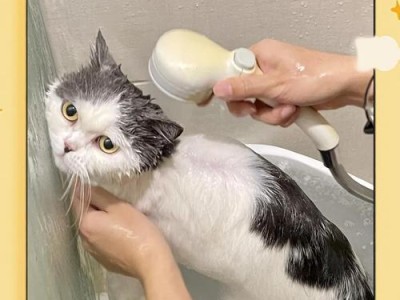 猫咪洗澡的禁忌期间（不当洗澡可能给猫咪带来严重伤害）
