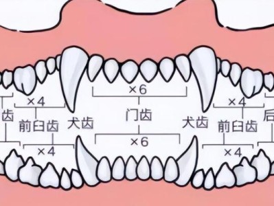 狗狗年龄换算（揭秘狗狗年龄与人类年龄的神秘关系）