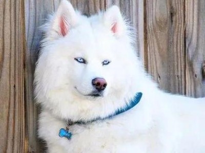 如何选择适合自己的哈士奇幼犬？（探索哈士奇的多样颜色，找到最适合你的宠物伙伴）