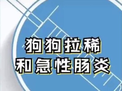 狗狗吃药的最佳时机（掌握适时进食，疾病远离）