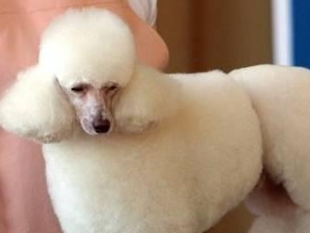 如何科学饲养贵宾犬（贵宾犬的健康成长全在这里，教你科学养狗）