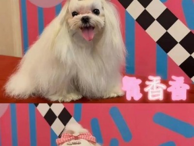 长不大的狗狗品种大揭秘！（探索令人惊叹的长不大狗狗品种）