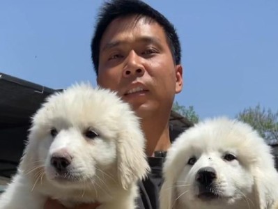 如何正确养护大白熊犬（成年大白熊犬每天喂一次的饲养方法）