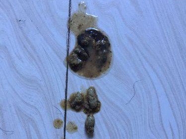 泰迪狗为何经常吐食物？（探寻泰迪狗频繁呕吐的原因及预防方法）