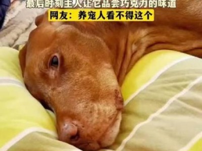狗狗的味蕾奇遇（揭秘狗狗的味觉世界，让你更了解你的毛茸伙伴）