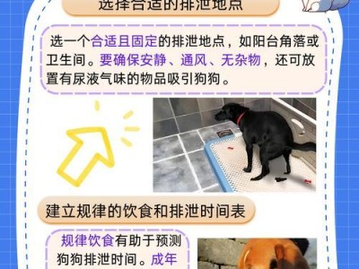 如何教会狗狗上厕所（训犬师多多教你学会定点大小便）